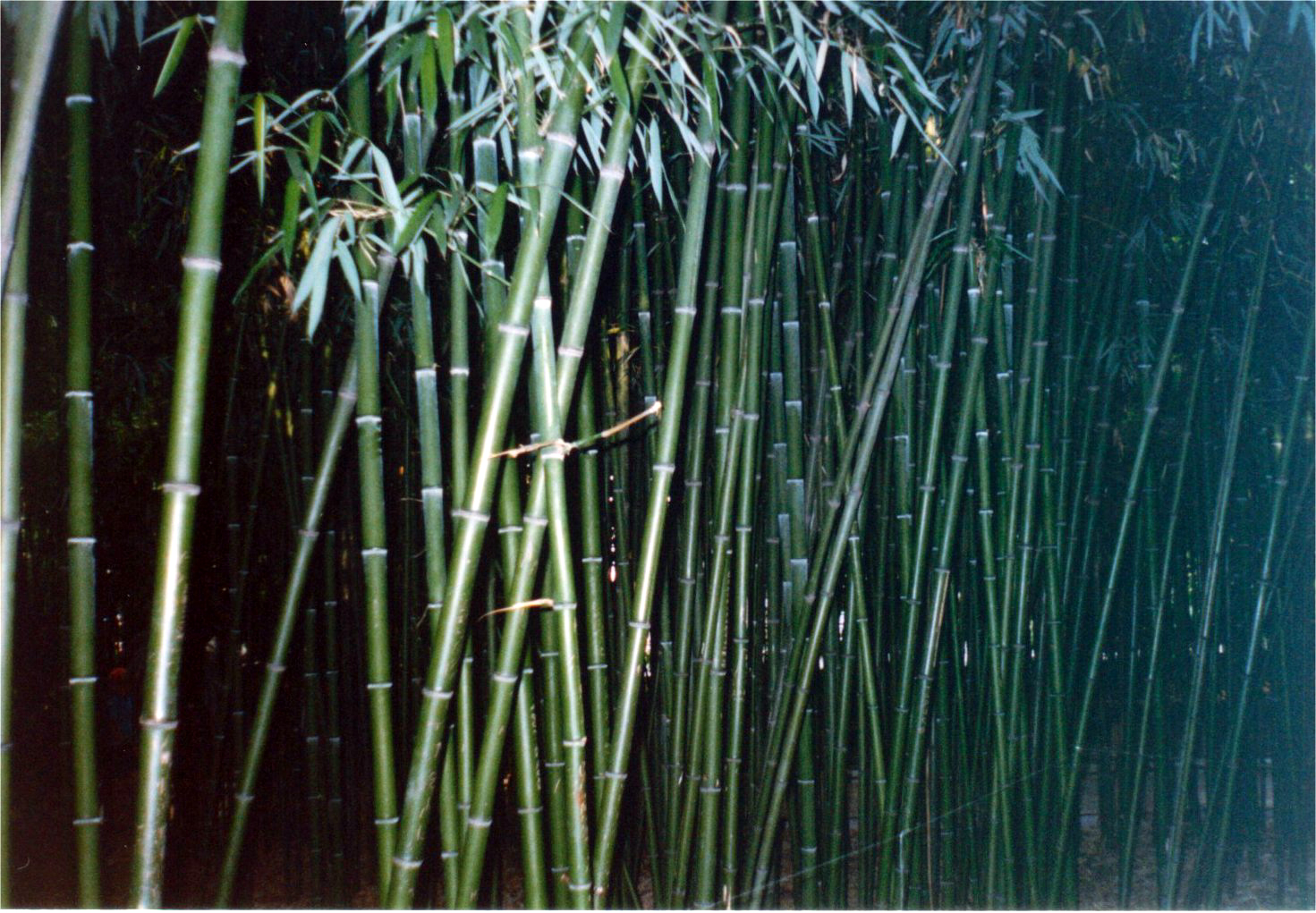 Bambusi la Nikita